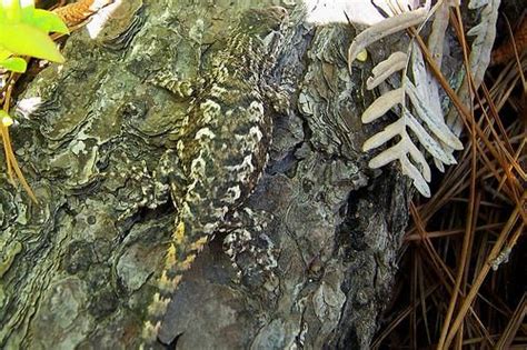 10 Truly Amazing Animal Camouflages Listverse