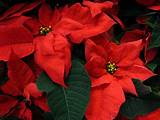 Pictures of A Red Christmas Flower