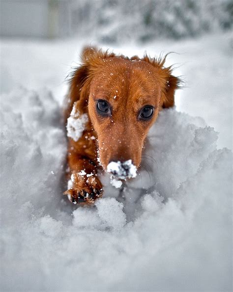 Dachshund With Toy Running In The Snow Hoodoo Wallpaper