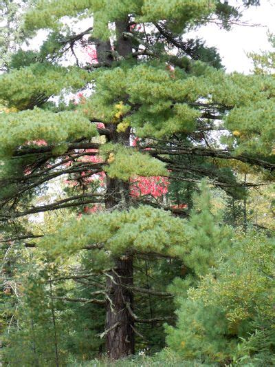 Minnesota Pine Trees For Front Yard Evergreen Garden Nature
