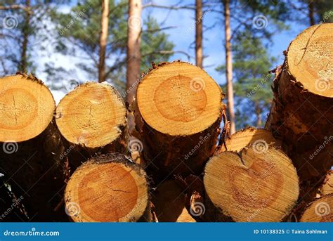 Pine Timber Stock Image Image Of Environment Lumber 10138325