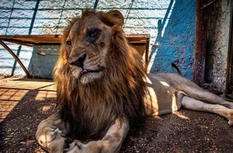 Albanie Onze Animaux Maltraités Dont Trois Lions Sauvés Dun Zoo