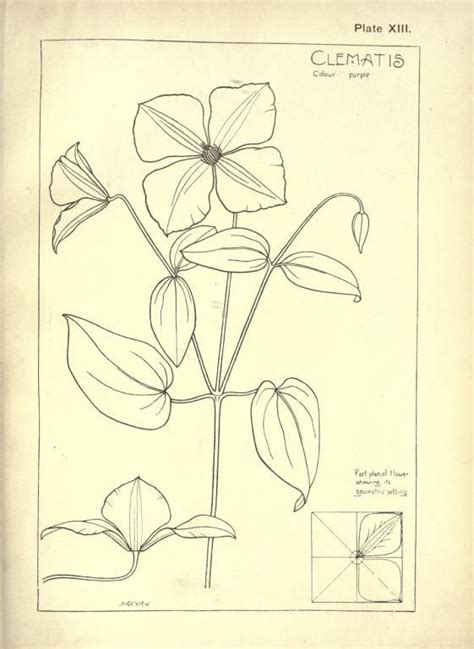 Nature Drawing And Design Steeley Frank Free Download Borrow And