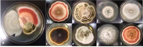 Macroscopic Diversity Of Dermatophyte Fungi Isolated From Collegiate