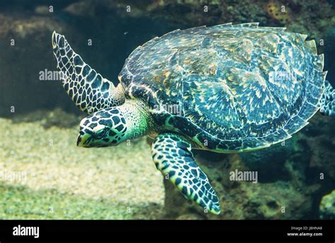 The Sea Turtle Stock Photo Alamy