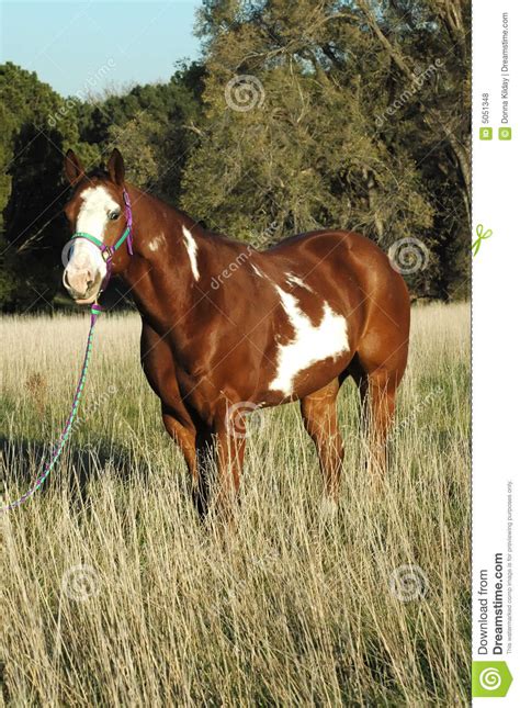 paint horse stock photo image  field prairie blue