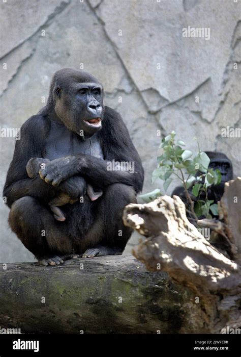 Six Day Old Kimya Is Cradled By Her Mother Kriba In The Gorilla