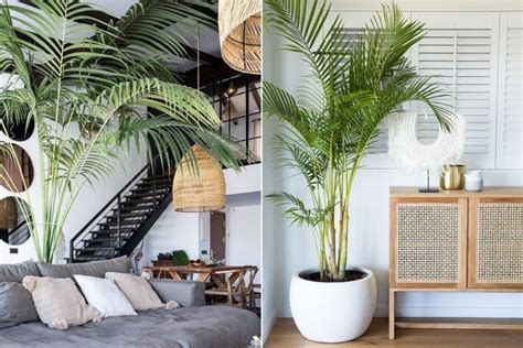 Plants In Interior Design How To Make Your Home Flourish Decorilla