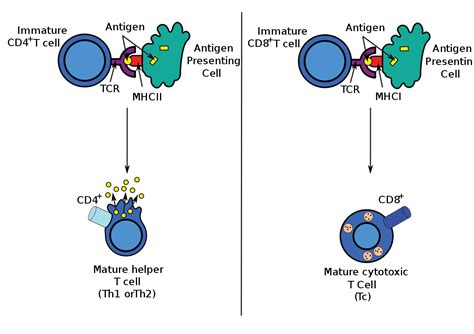 Doctors test the blood for ca 125 to help diagnose ovarian cancer. Antigeen-presenterende cel - Wikipedia