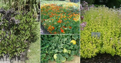 18 Best Edible Ground Cover Plants Balcony Garden Web