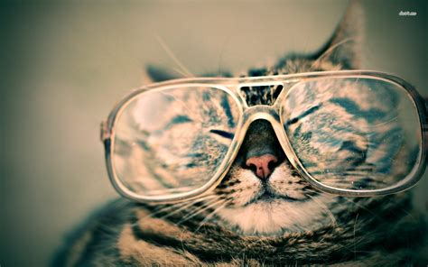 49 Cool Cat With Glasses Wallpaper On Wallpapersafari