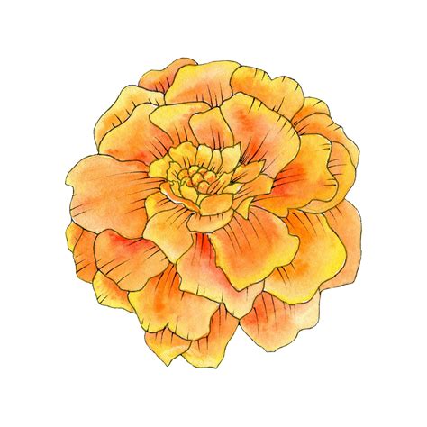 Mexican Flowers Marigold Flower Background Clipart Flower Doodles