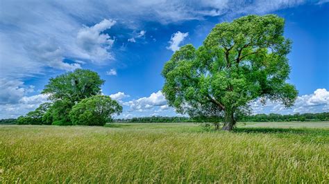 Field And Green Trees With Blue Sky And Clouds Background