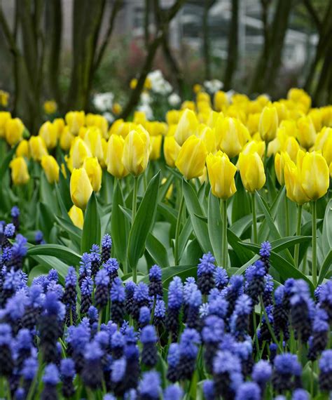 Muscari Perfect Partners For Spring Bulbs Longfield Gardens