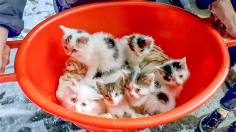 Нашли таз с полулысыми котятами Found Kittens In A Bucket And Brought