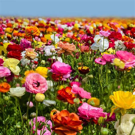 Albums Pictures Field Of Flowers Images Stunning