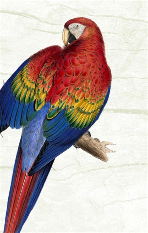 Set Of 2 Parrots Vintage Parrot Print Parrot Illustrations Etsy