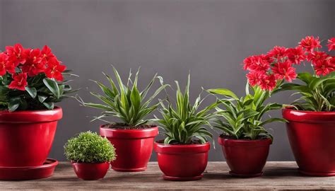 Red Flowering Indoor Plants A Colorful Guide Gardeners Grail