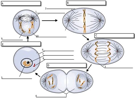 Diagram Stages Of Mitosis Diagram Quizlet