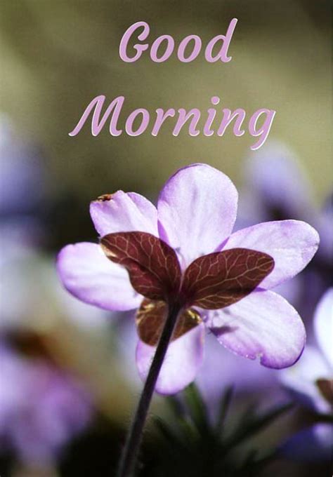 Good morning have a wonderful day. Good Morning With Beautiful Flower - DesiComments.com