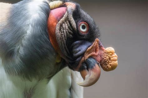 9 Scary Bird Species That Will Give You The Creeps