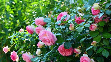Üppige Rosenblüten Tipps Von Der Expertin Zur Rosenpflege Im Sommer