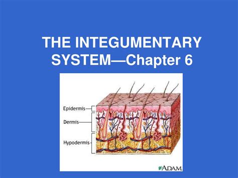 Ppt The Integumentary System —chapter 6 Powerpoint Presentation Free