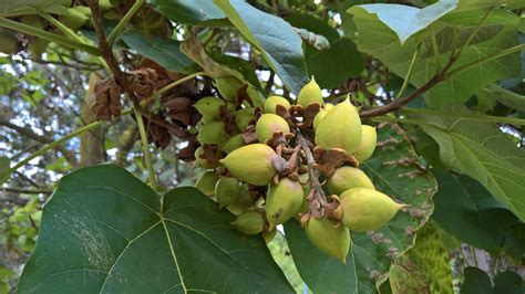 non-native-tree-each-fruits-is-2cm-wide-whatsthisplant