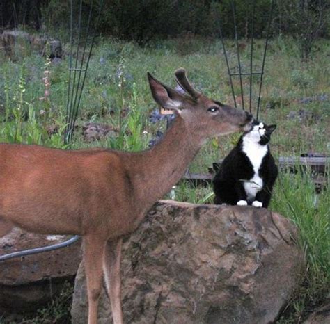Oh Deer Funny Cat Pictures