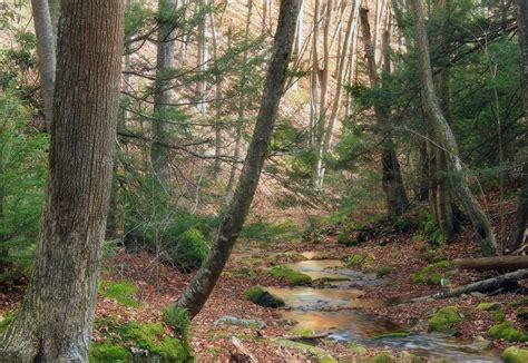 Imagen Gratis Madera Naturaleza Hoja Río Liquen Paisaje árbol