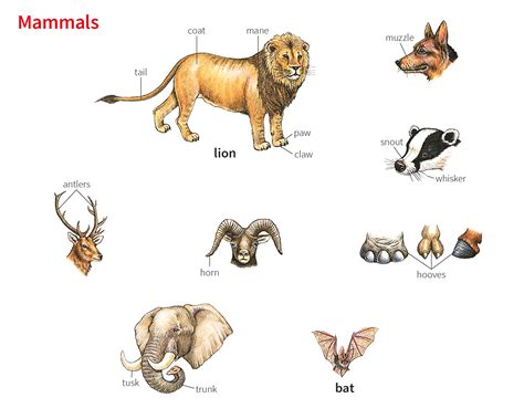 Snout Noun Definition Pictures Pronunciation And Usage Notes