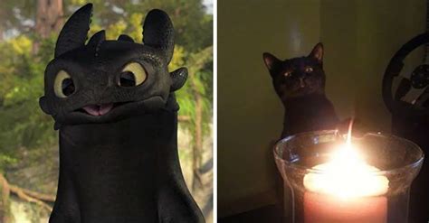 37 Black Cats That Are Actually Toothless In Disguise Bored Panda