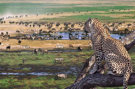Safari To Serengeti National Park Eden Tours And Travel