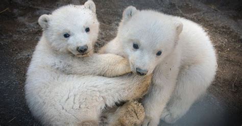 Columbus Zoo Shares Cute Pictures Of 3 Month Old Polar Bear Cubs