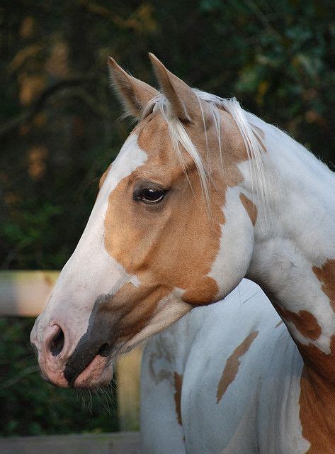 Chompingatthebit Expressive By Equessaquagrl On Flickr Paint Horse