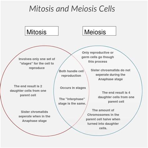 Venn Diagram Mitosis Vs Meiosis