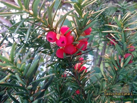 Full sun, part shade, shade. Medicinal Plants: Taxus baccata, Common Yew, Eibe, Կենի ...