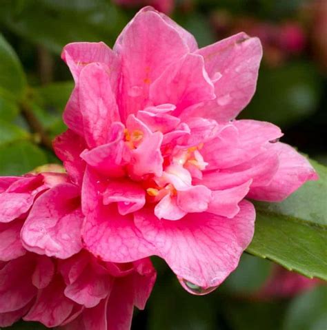 Scented Flowers To Lift Spirits In Winter Gardening Advice Flower