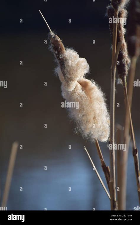 Bullrush Heads In Various Stages Of Seed Production Hi Res Stock