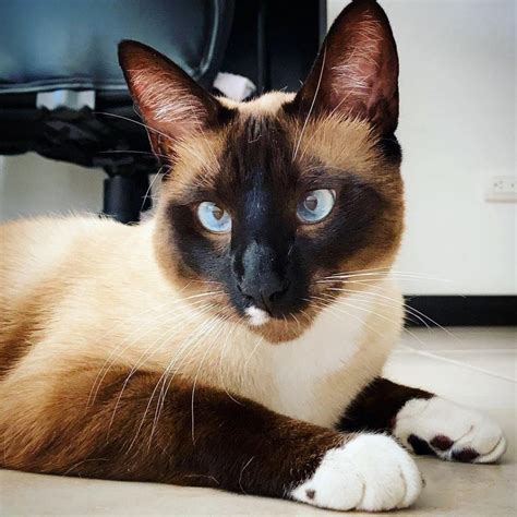 Siamese Cat With White Paws Mymoggy