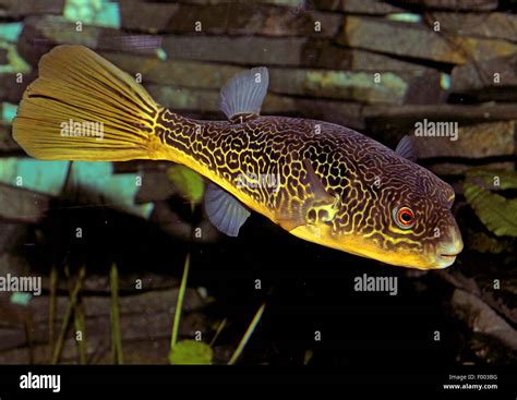 Green Pufferfish Gold Ringed Puffer Tetraodon Mbu Swimming Stock