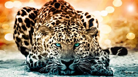 Jaguar Wallpapers Wallpaper Cave