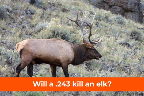 Will A 243 Kill An Elk The Final Word Camo Crew