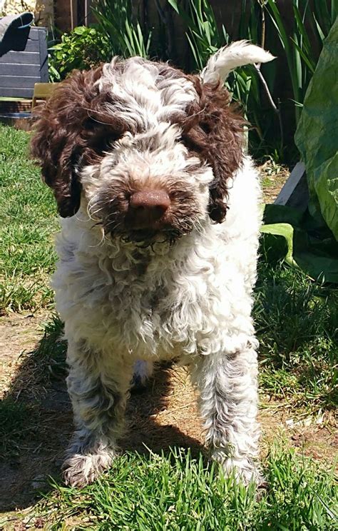 Lagotto romagnolo book for care, costs, feeding, grooming, health and training. Lagotto Romagnolo puppy with pedigree | Colchester, Essex ...