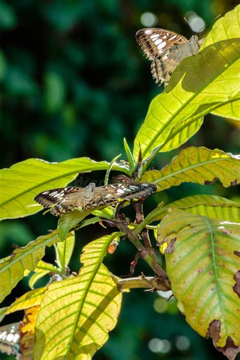 Brown Butterflies Perch On White Flowers And Fresh Green Leave Stock