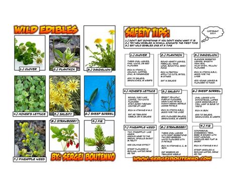 Wild Edibles A Practical Guide To Foraging Wild Edibles Edible