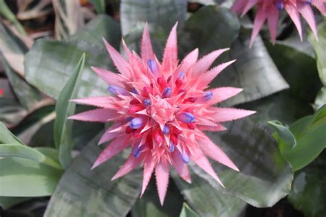 Beautiful Bromeliads Plantscapers