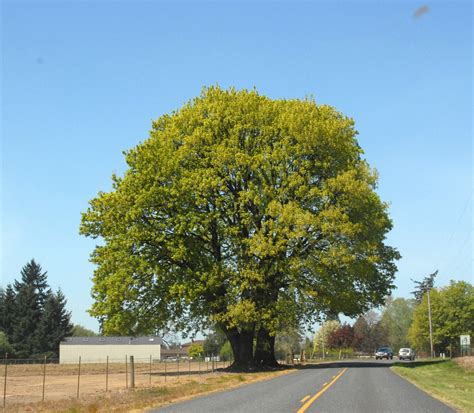 Acer Macrophyllum Big Leaf Maple Oregon Maple North Carolina