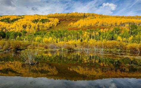 Diversity In Fall Colorado Usa Forest Birch With Autumn Leaves Yellow