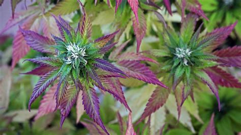 Blazing The Rainbow A Guide To The Many Colors Of Weed Wikileaf